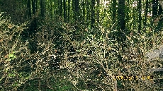 Glyphodes perspectalis on Buxus colchica-4